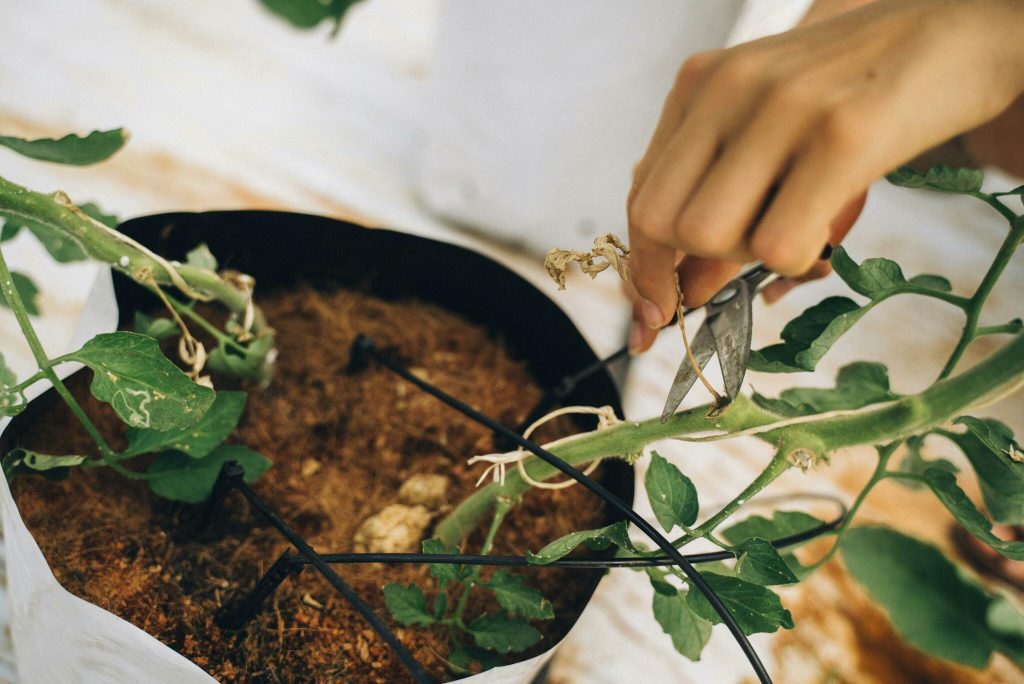 close up of a hand pruning a potted plant with shears focusing on growth 1024x684
