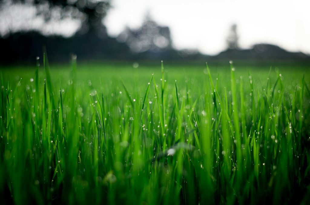 close up of lush green grass covered with morning dew in a rural field 1024x676