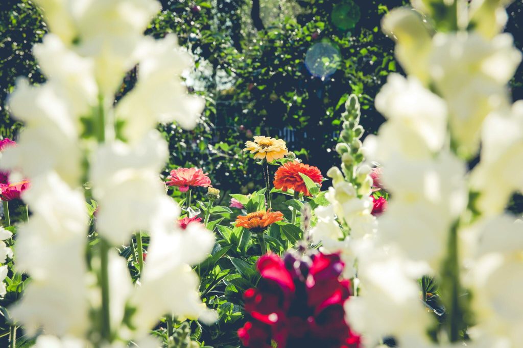 explore the vivid colors of a summer garden in full bloom featuring diverse flowers and lush greenery 1024x683