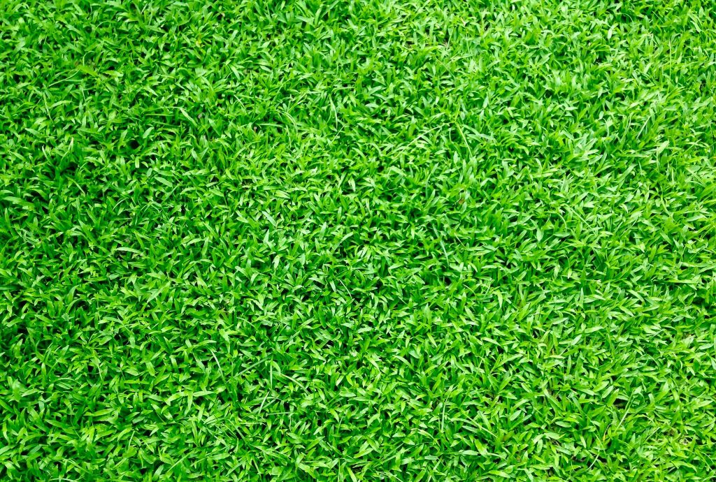 vibrant green grass close up perfect for background or texture use in outdoor themes 1 1024x690